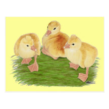 Buff Goslings Tufted Postcards