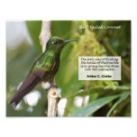 Buff-tailed Coronet Art Photo
