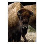 Buffalo 1549 Note Card