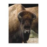 buffalo 1549 Postcard