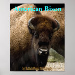 Buffalo 1549 Poster