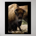 Buffalo 1549 Poster