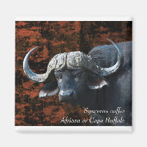 Buffalo African Syncerus caffer magnets