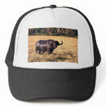 Buffalo after a mud bath trucker hats