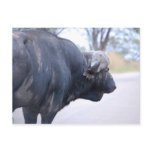 Buffalo at Kruger postcards