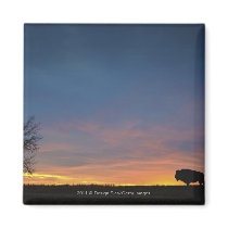 Buffalo At Sunset In Elk Island National Park Magnets