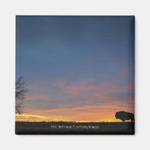 Buffalo At Sunset In Elk Island National Park Magnets