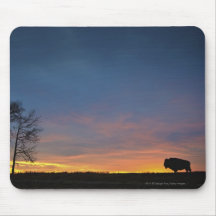 Buffalo At Sunset In Elk Island National Park Mousepad