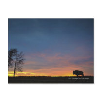 Buffalo At Sunset In Elk Island National Park Post Card