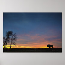 Buffalo At Sunset In Elk Island National Park Posters