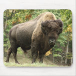 Buffalo Bull 1 Mousepads