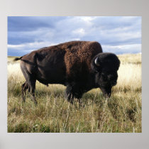 Buffalo Bull Posters