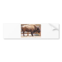 Buffalo Bumper Sticker