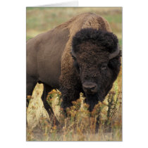 Buffalo Card