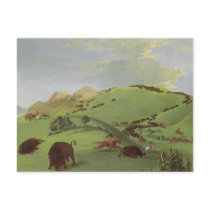 Buffalo Chase, Mouth of the Yellowstone by Catlin Post Card