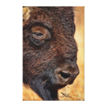 Buffalo Close Up Canvas Print