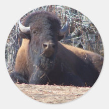 buffalo cute guy stickers