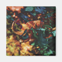 Buffalo Dagga Boy - art magnets