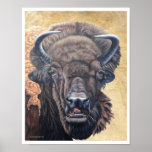 Buffalo Eating Poster