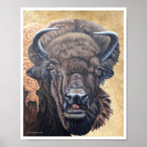 Buffalo Eating Poster