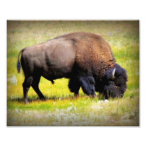 Buffalo Grazing 8x10 Print Photograph