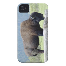 Buffalo grazing iPhone 4 Case-Mate case
