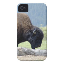 Buffalo grazing iPhone 4 Case-Mate cases