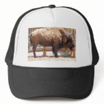 Buffalo Trucker Hats