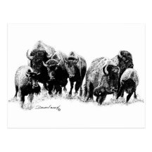 Buffalo Herd Post Card