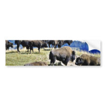 Buffalo Herd - Yellowstone National Park Bumper Sticker