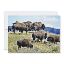 Buffalo Herd - Yellowstone National Park Invitation