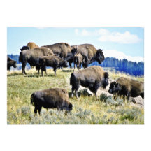 Buffalo Herd - Yellowstone National Park Invitation