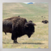 Buffalo Hunts Poster