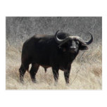 Buffalo In South Africa Postcard