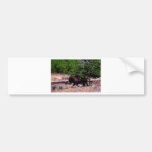 Buffalo in Yellowstone Bumper Stickers