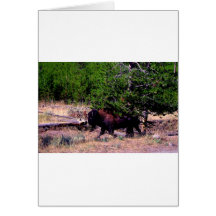 Buffalo in Yellowstone Greeting Card
