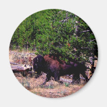 Buffalo in Yellowstone Magnet