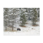 Buffalo In Yellowstone National Park Postcard