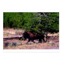 Buffalo in Yellowstone Postcards
