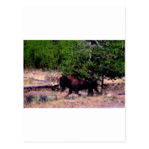 Buffalo in Yellowstone Postcards