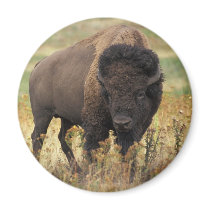 Buffalo Magnets