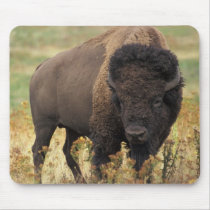 Buffalo Mouse Pads