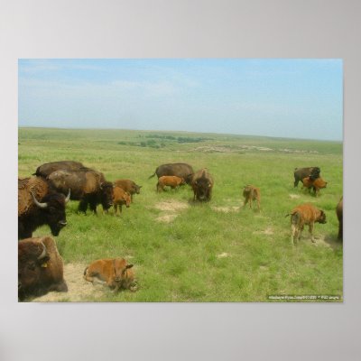 Buffalo On The Plains Print by wksimages