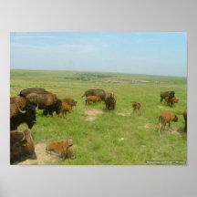 Buffalo On The Plains Print