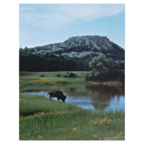Buffalo on Wetland Flyer