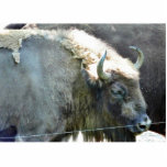 Buffalo Cut Out