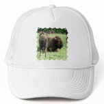 Buffalo Picture Baseball Hat