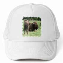 Buffalo Picture Baseball Hat