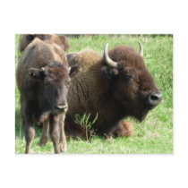 Buffalo Picture Postcard