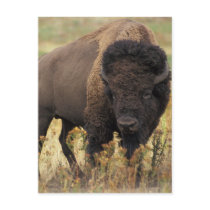 Buffalo Post Card